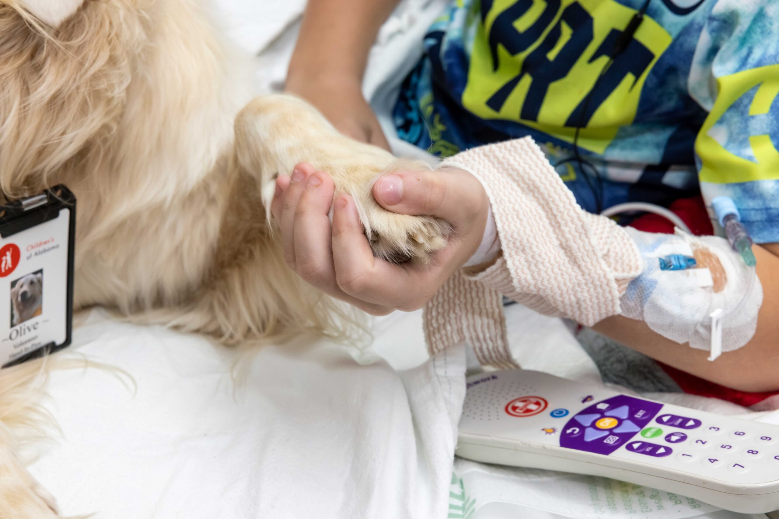 Hand in Paw » Veterinary Tribute Program Hand in Paw