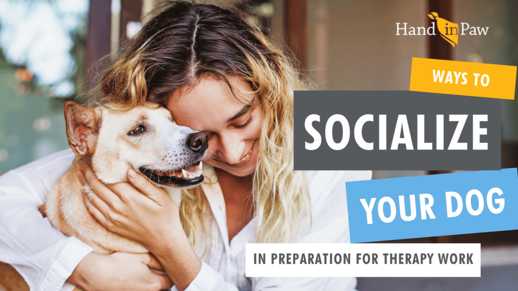 Woman cuddling a dog in a graphic about socializing dogs for therapy work.