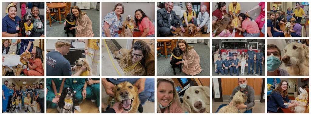 Collage of Hand in Paw therapy teams and animals bringing comfort to people in community settings