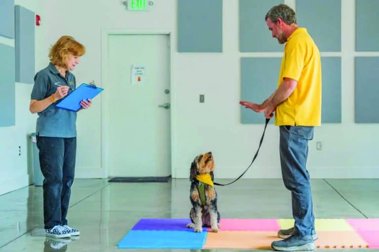 Handler and dog demonstrate therapy team skills during Hand in Paw training.