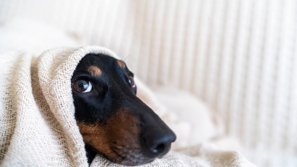Dachshund wrapped in a blanket, illustrating winter pet safety and cold-weather care.