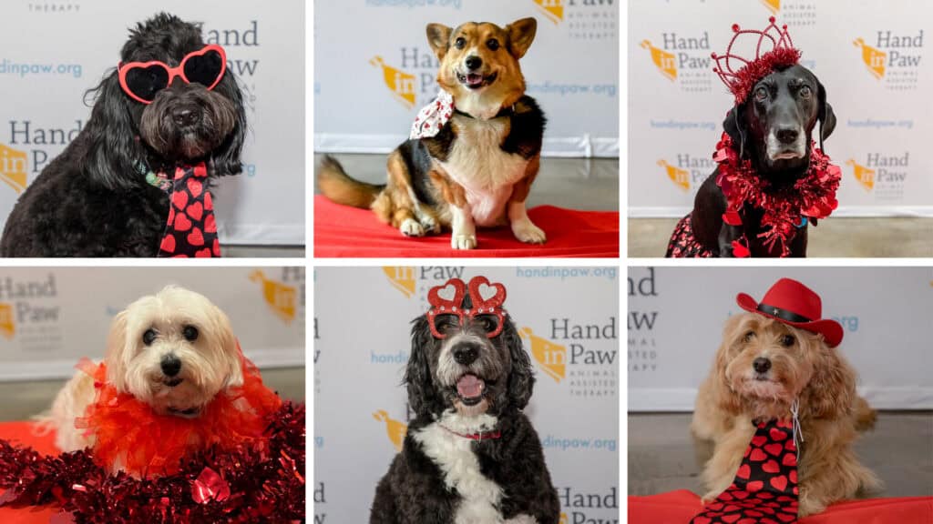 Collage of dogs wearing red heart-themed outfits for heart health awareness.