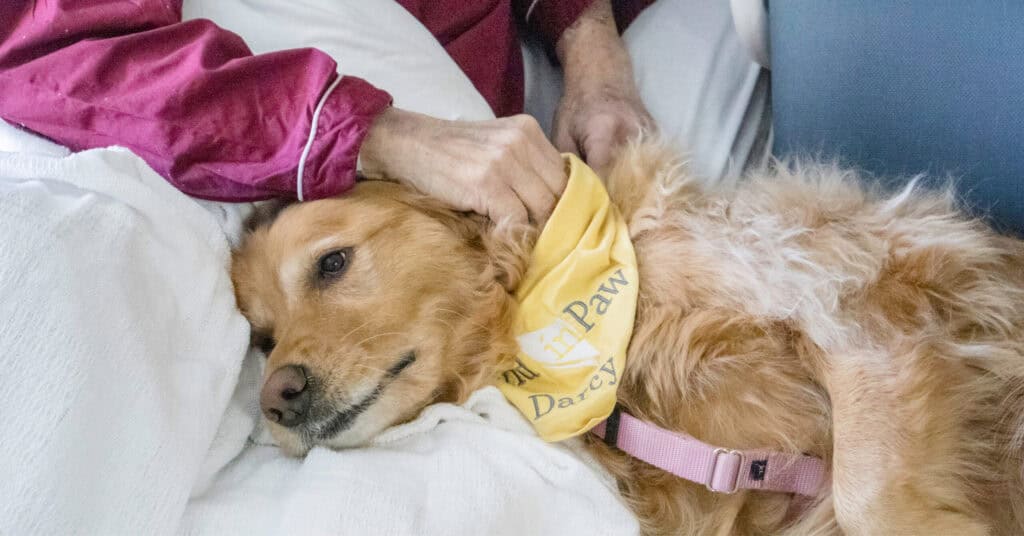 Therapy dog wearing a Hand in Paw bandana comforts a person in bed.