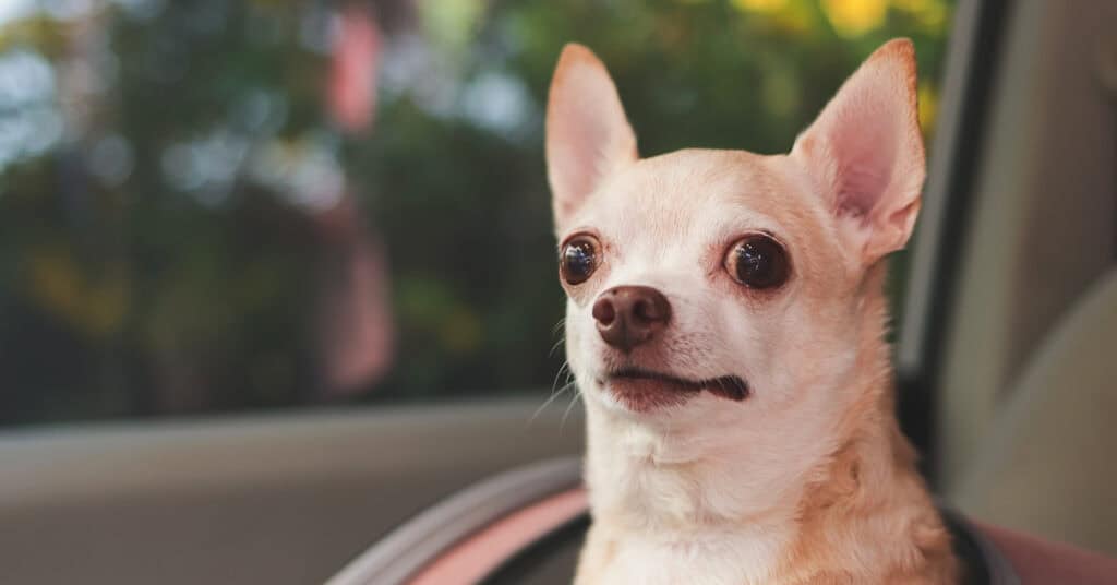 Chihuahua sitting in a car, illustrating summer pet safety tips for the Fourth of July.