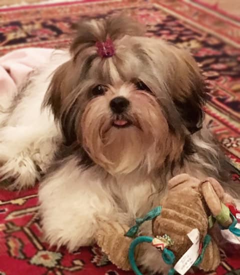 Small therapy dog lying with a plush toy on a patterned rug