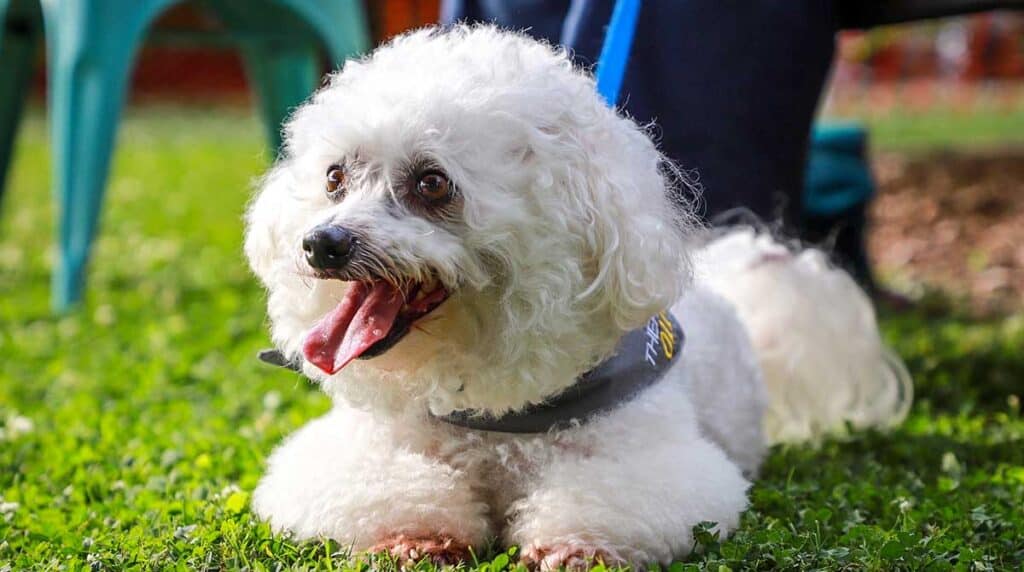 Small white therapy dog lying on grass outdoors, wearing a collar and looking at the camera