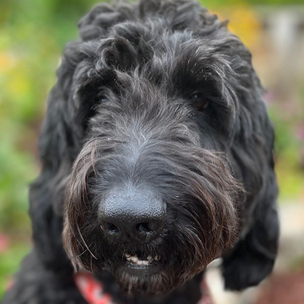 Annie