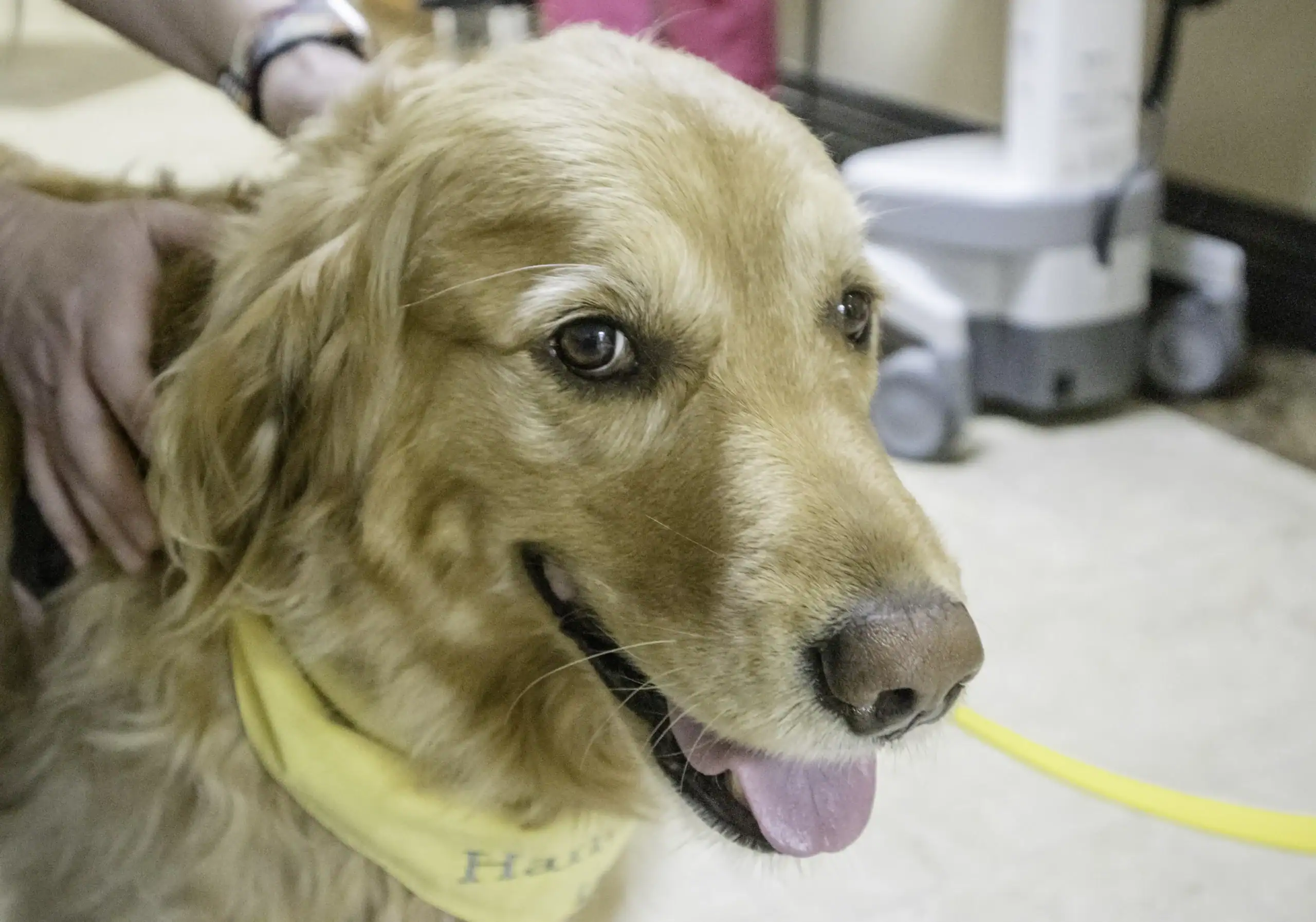 Darcy, a golden retriever, and her handler, Jennifer, are one of HIP's Therapy Teams approved for Advanced Visits like hospitals.