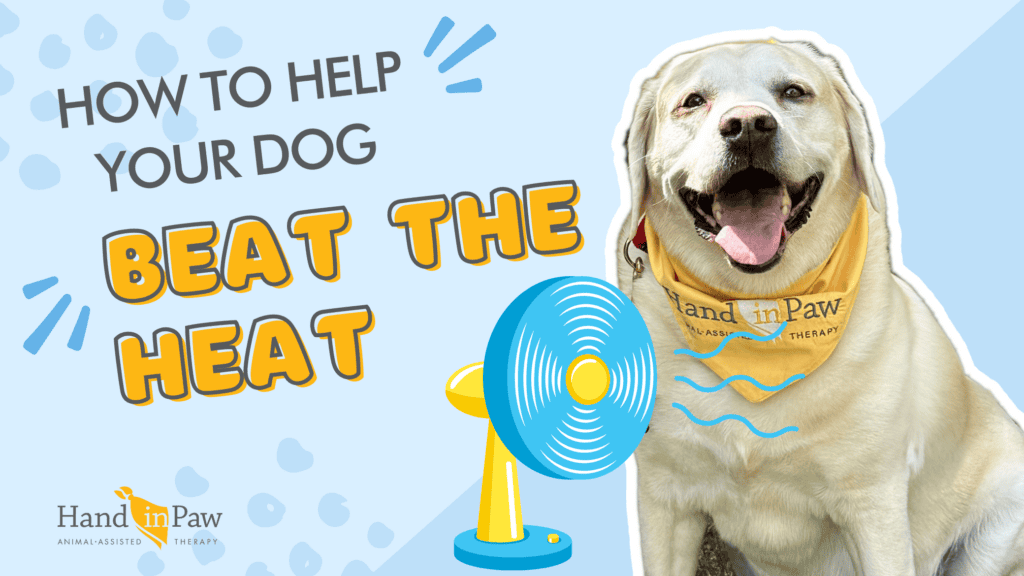 Hand in Paw graphic showing how to help your dog beat the heat, with a dog cooling in front of a fan.