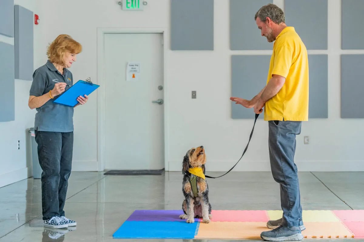 Volunteer evaluates a dog and handler during a therapy team training session.