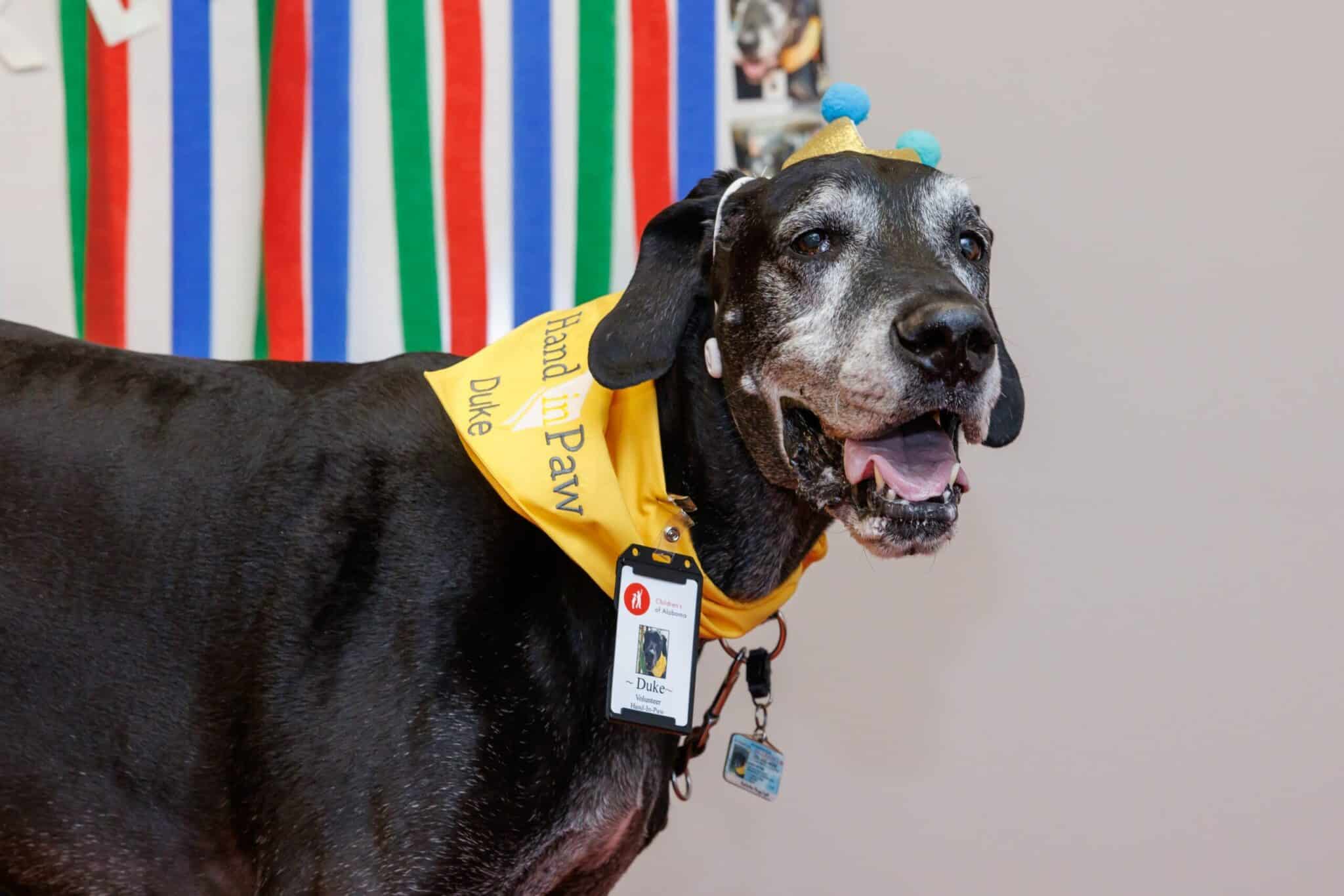 Therapy dog Duke wearing a Hand in Paw volunteer Therapy Team bandana and ID badge