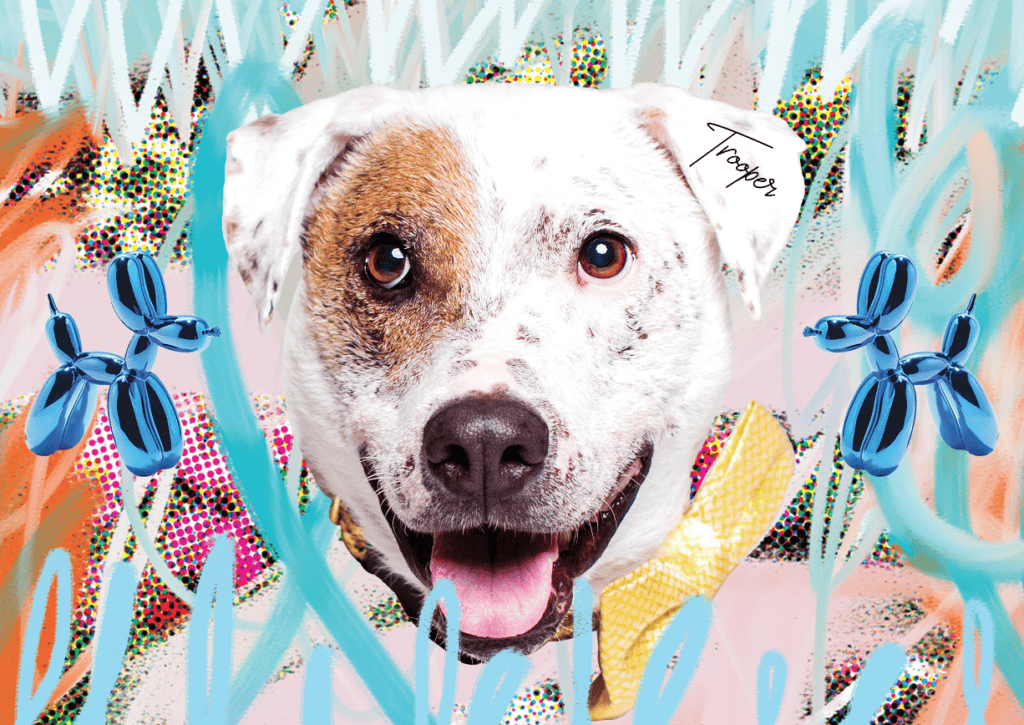 Smiling therapy dog representing Hand in Paw’s animal-assisted therapy programs.
