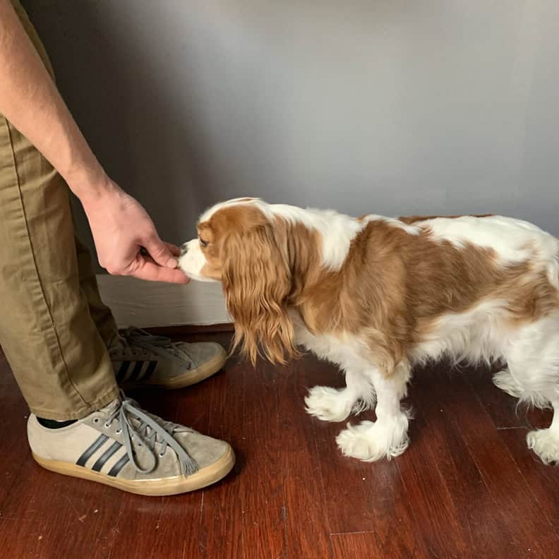 Smell Treat