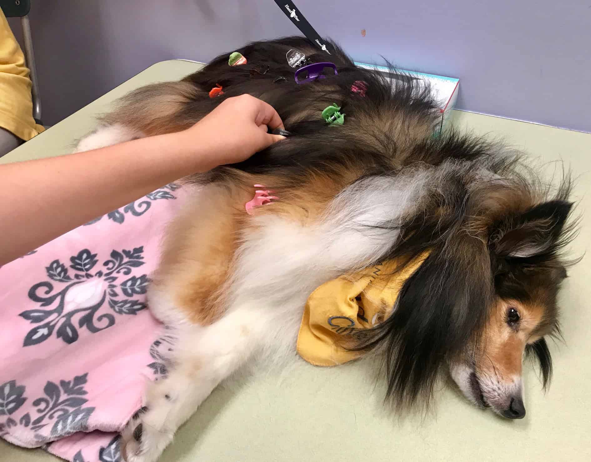 Therapy dog named Chivas receives gentle grooming and care from a volunteer.