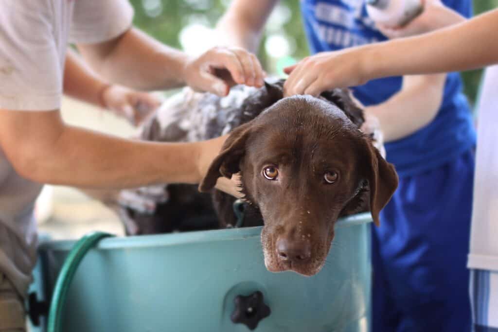 Volunteers bathe a therapy dog, illustrating animal-assisted therapy volunteer care.